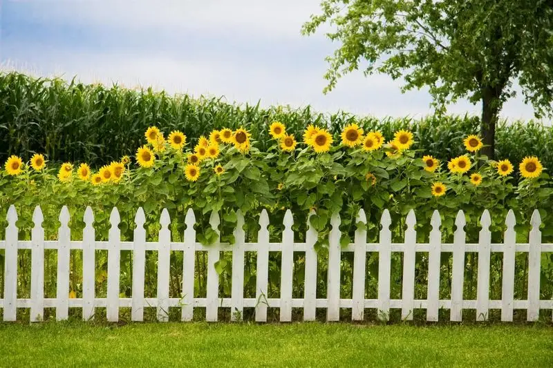 Sunflower Sound Barrier