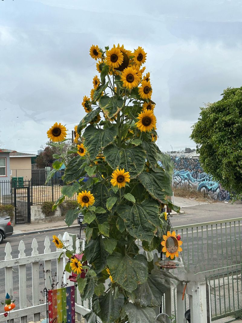 Sunflower Surprise