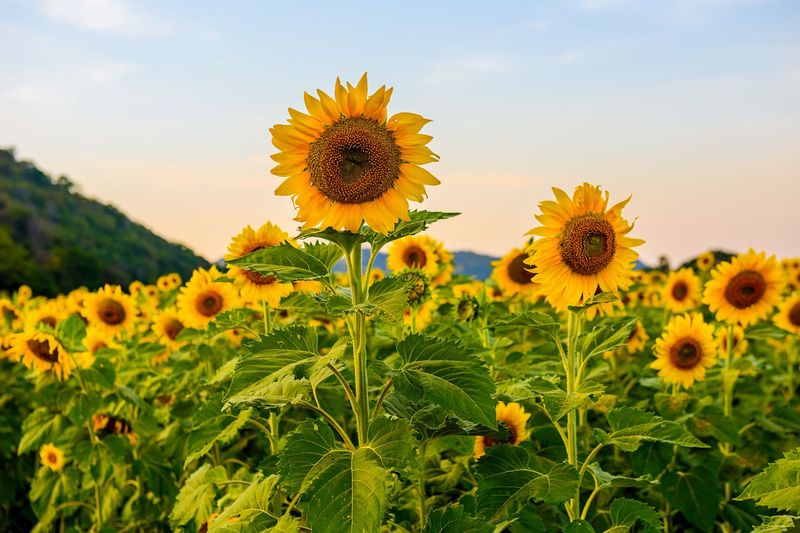 Sunflowers