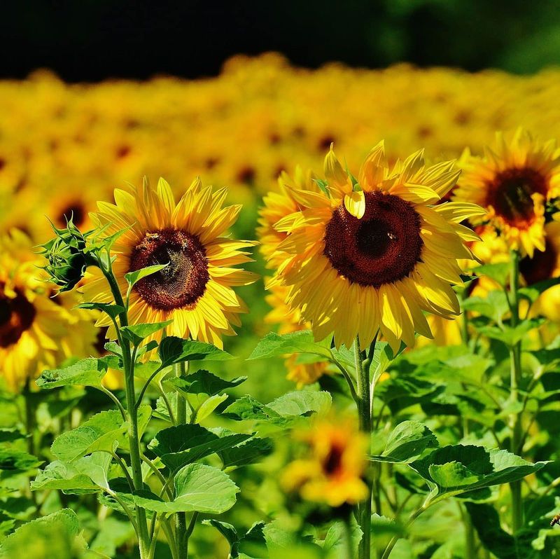 Sunflowers