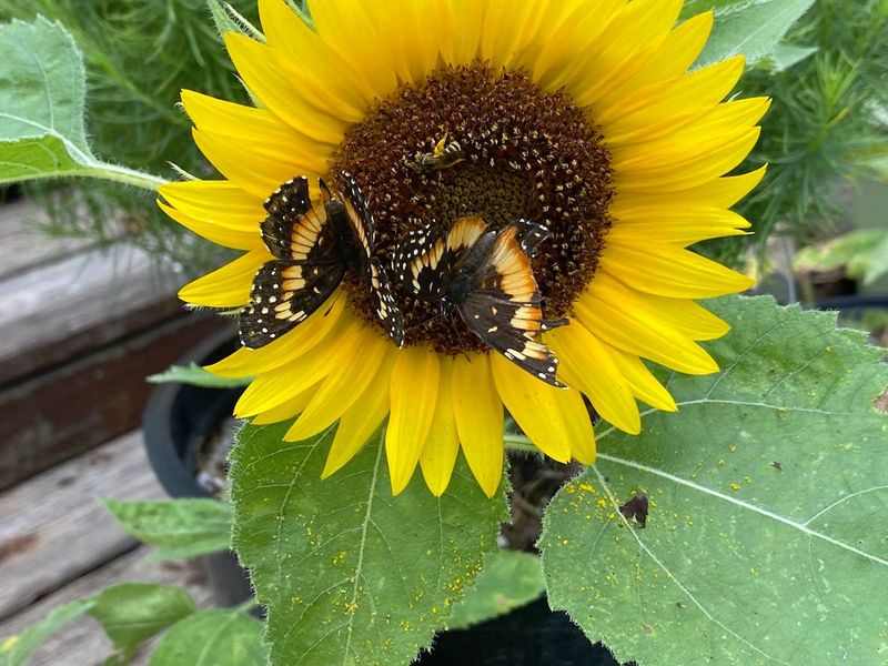 Sunflowers