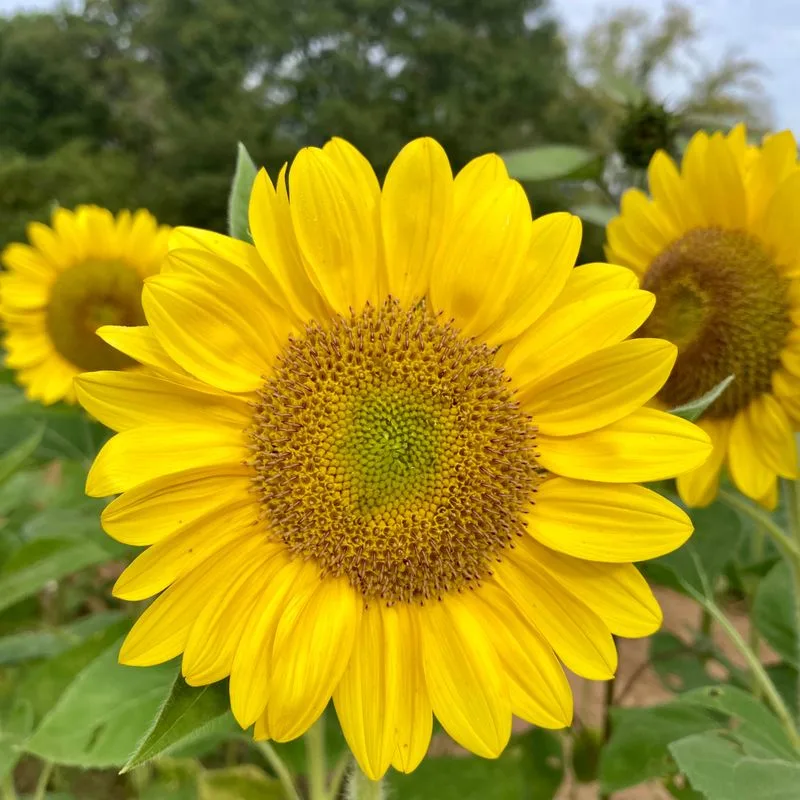 Sunrich Lime