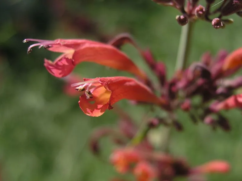 Sunset Hyssop