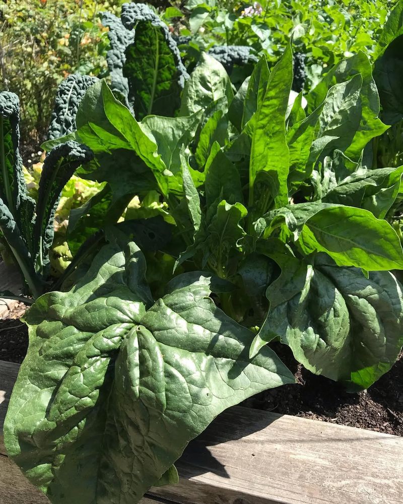 Supersized Spinach