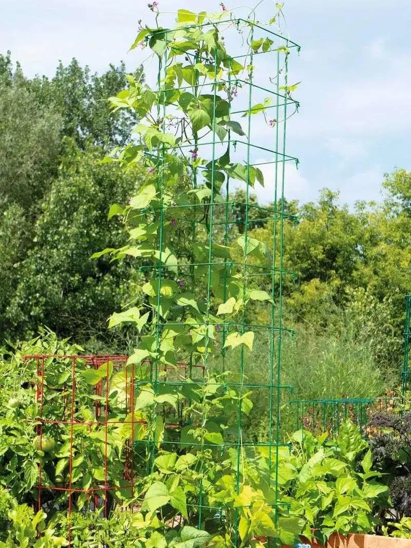 Support Climbing Plants