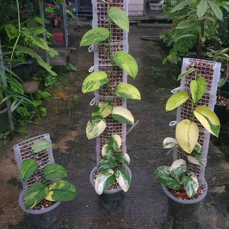 Support Climbing Plants