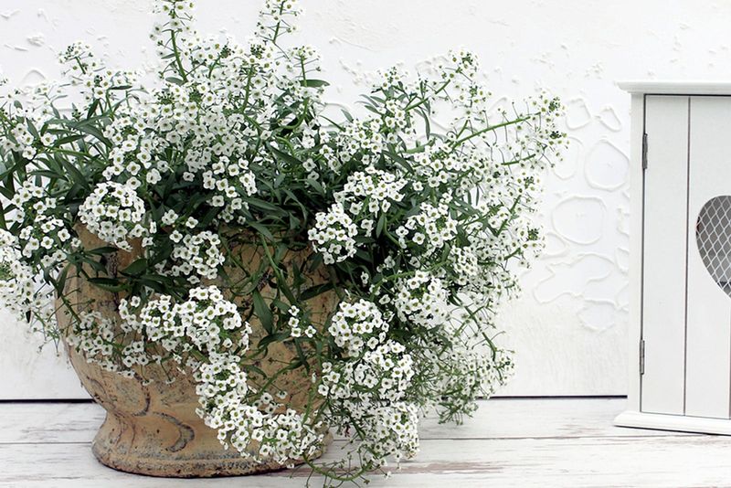 Sweet Alyssum