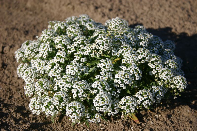 Sweet Alyssum