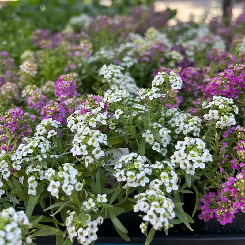 Sweet Alyssum