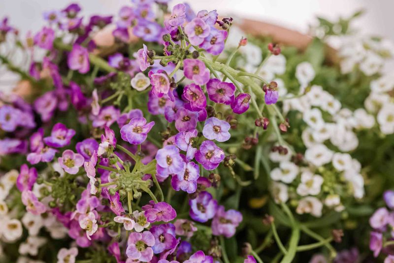 Sweet Alyssum Aroma