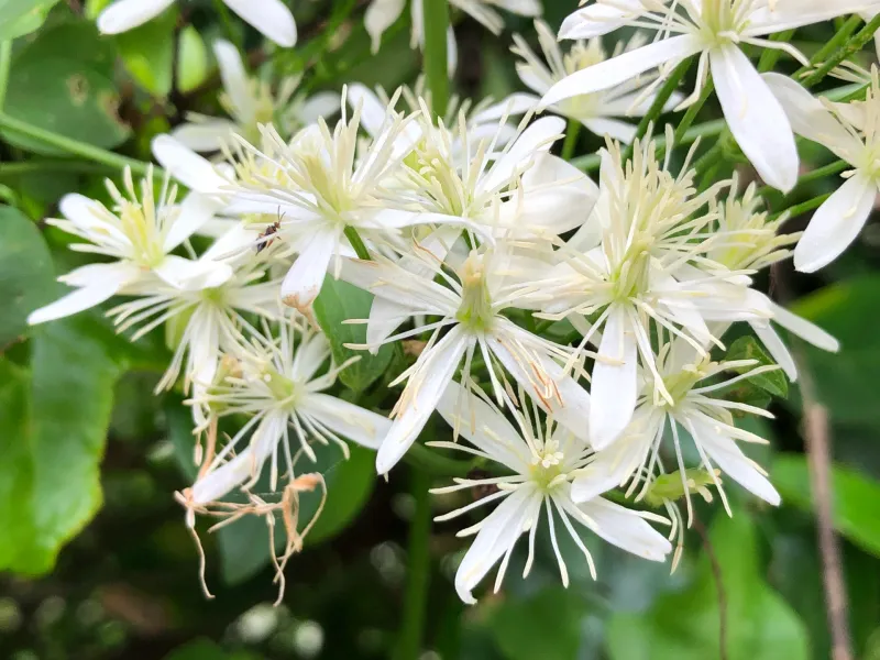 Sweet Autumn Clematis