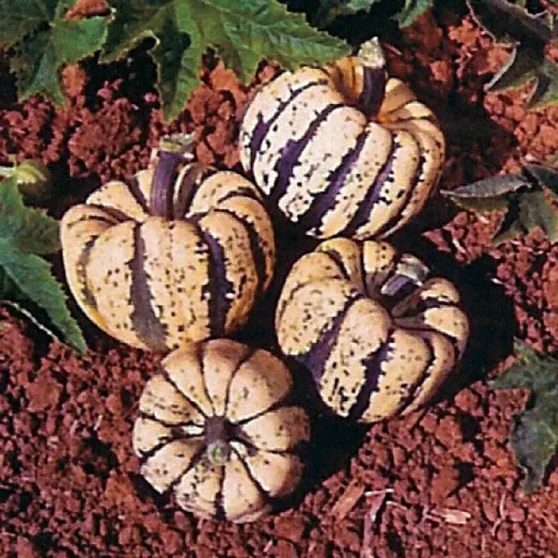 Sweet Dumpling Squash