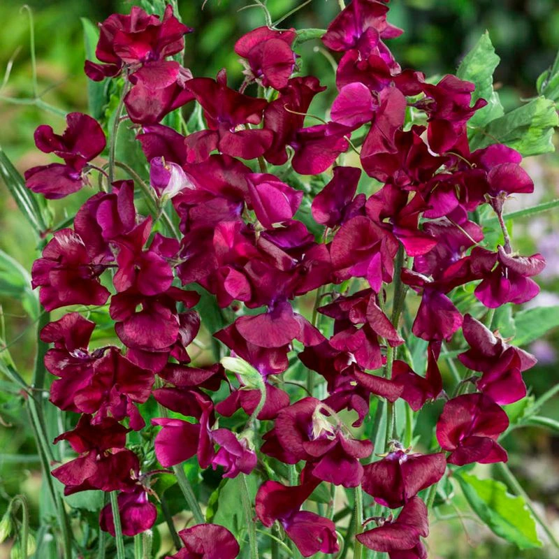 Sweet Pea