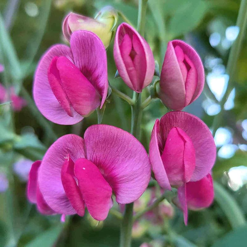 Sweet Pea Sensation