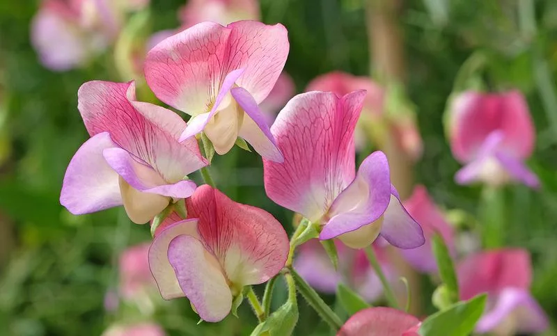 Sweet Peas