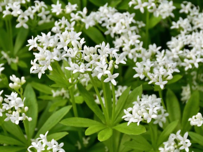 Sweet Woodruff