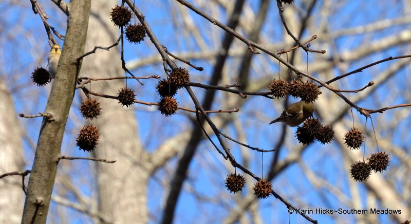 Sweetgum Tree