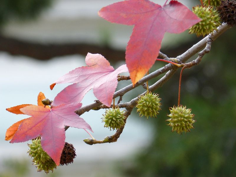 Sweetgum Tree