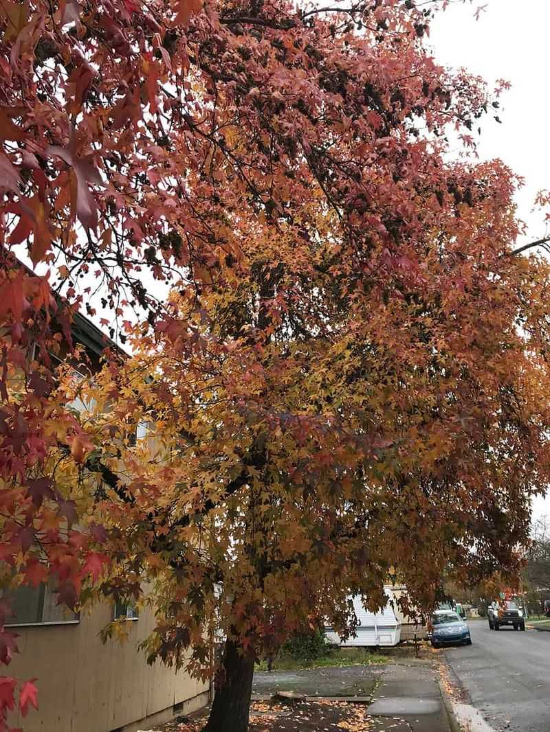 Sweetgum