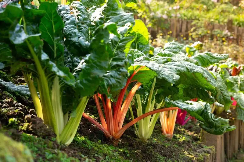 Swiss Chard