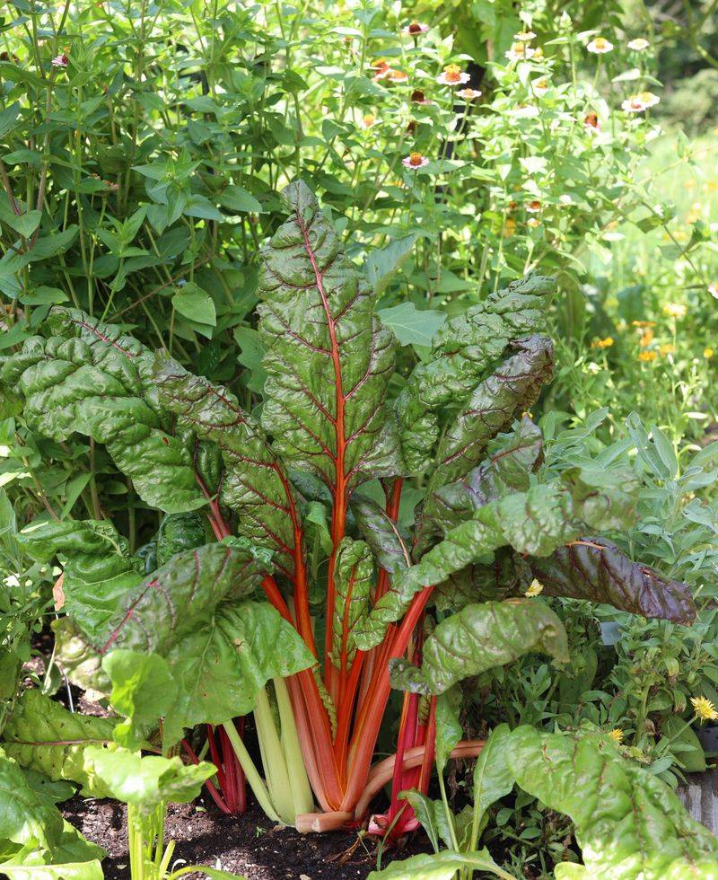 Swiss Chard