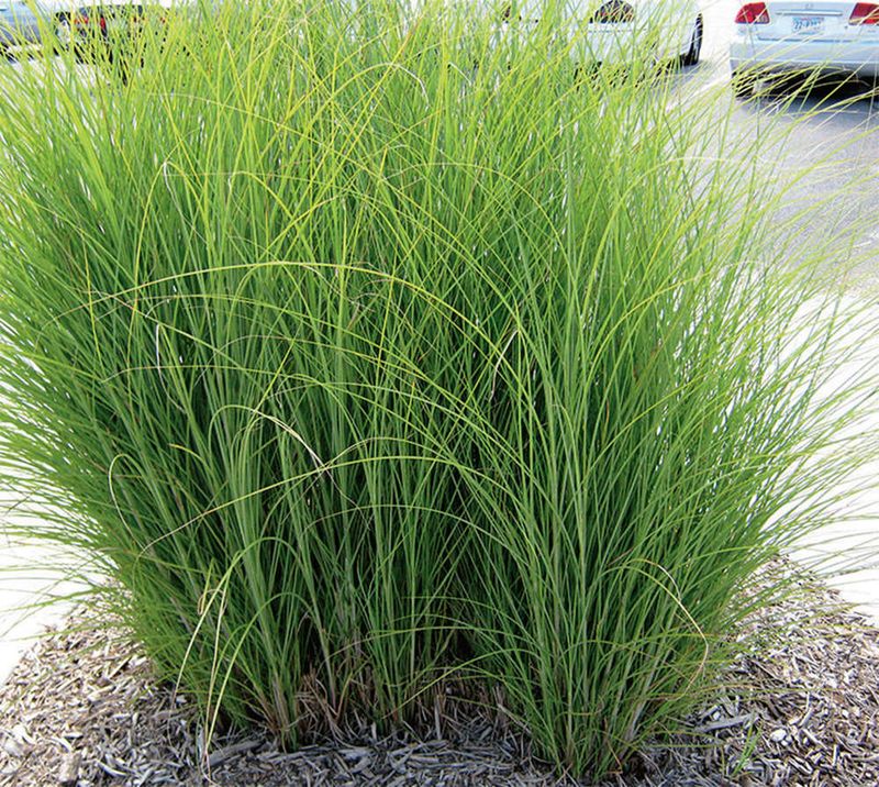 Switchgrass