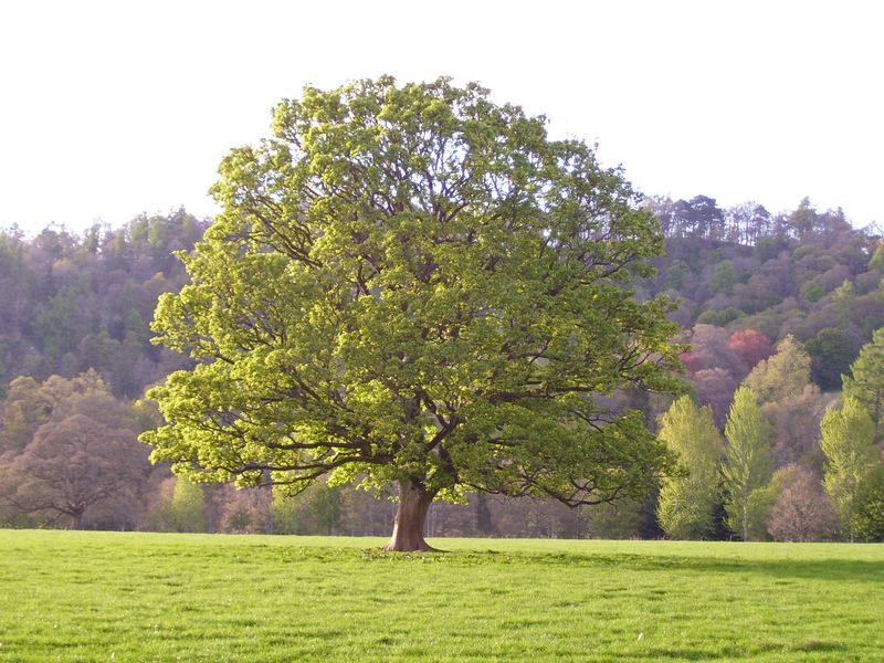 Sycamore Tree