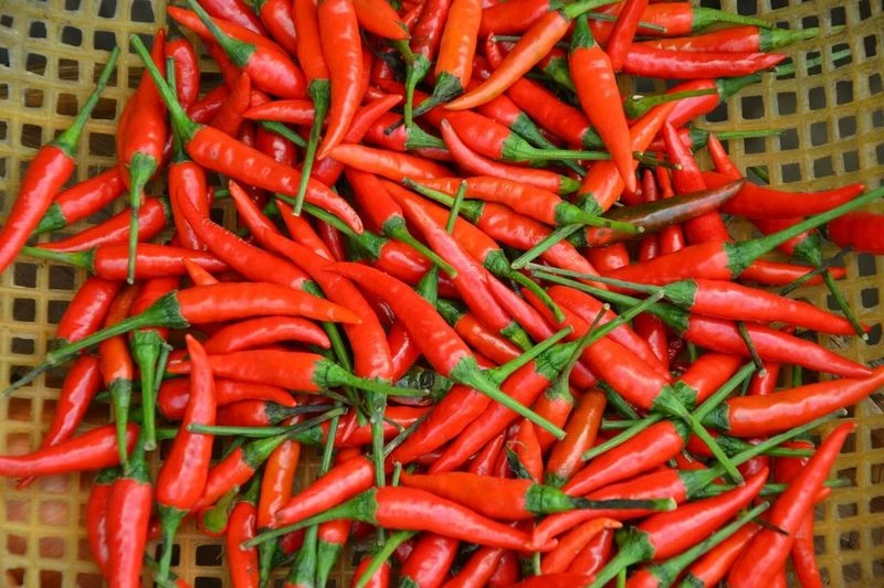 Tabasco