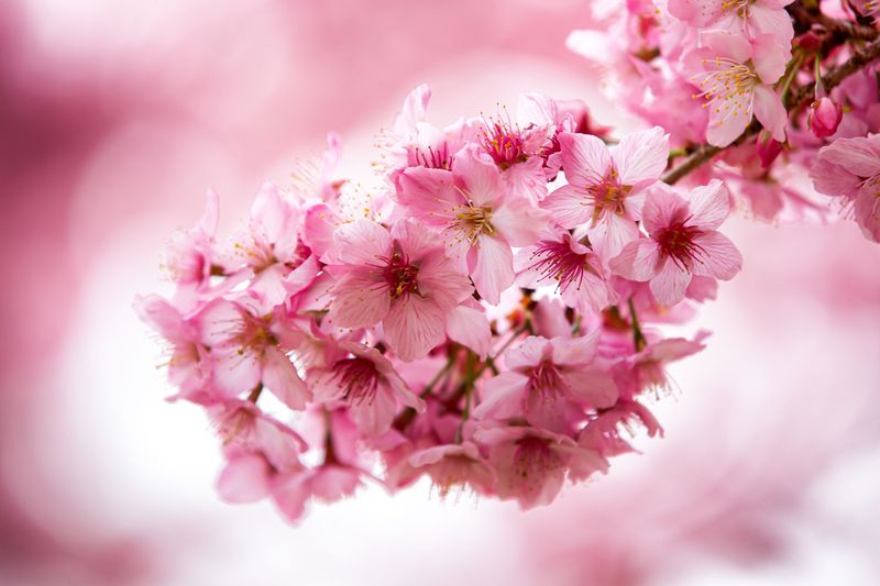 Taiwan Cherry Blossom