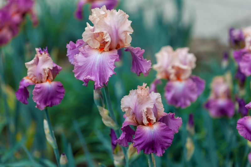 Tall Bearded Iris