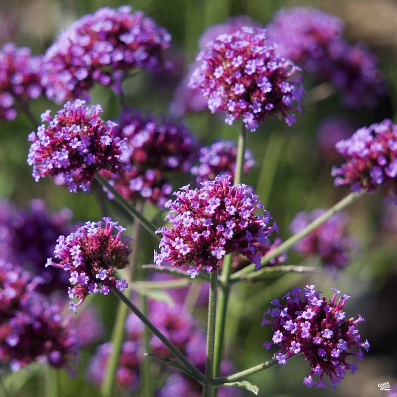 Tall Verbena