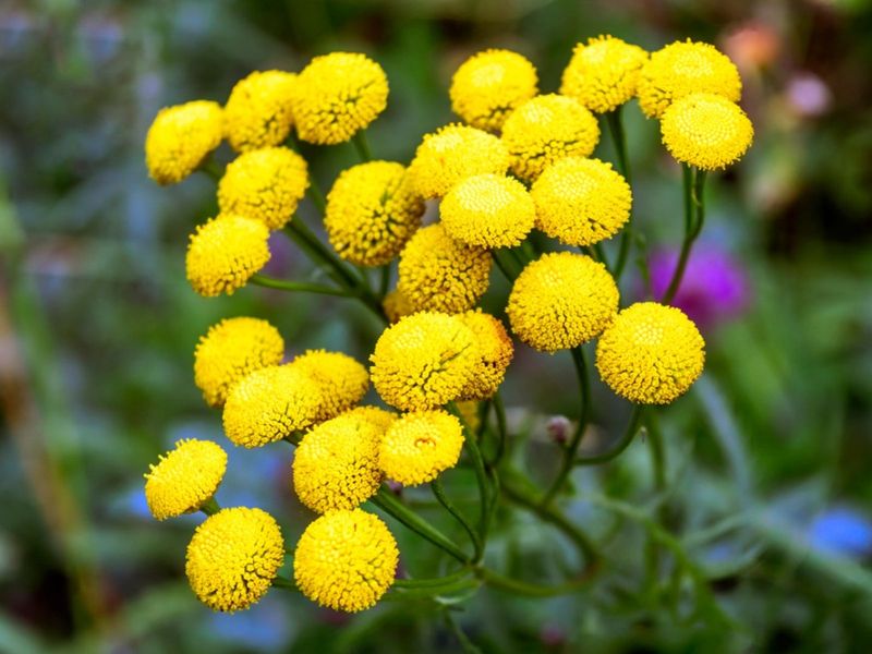 Tansy