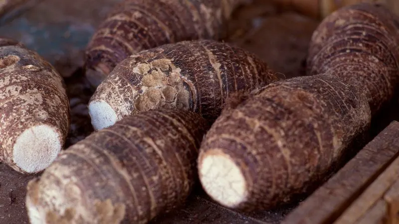 Taro
