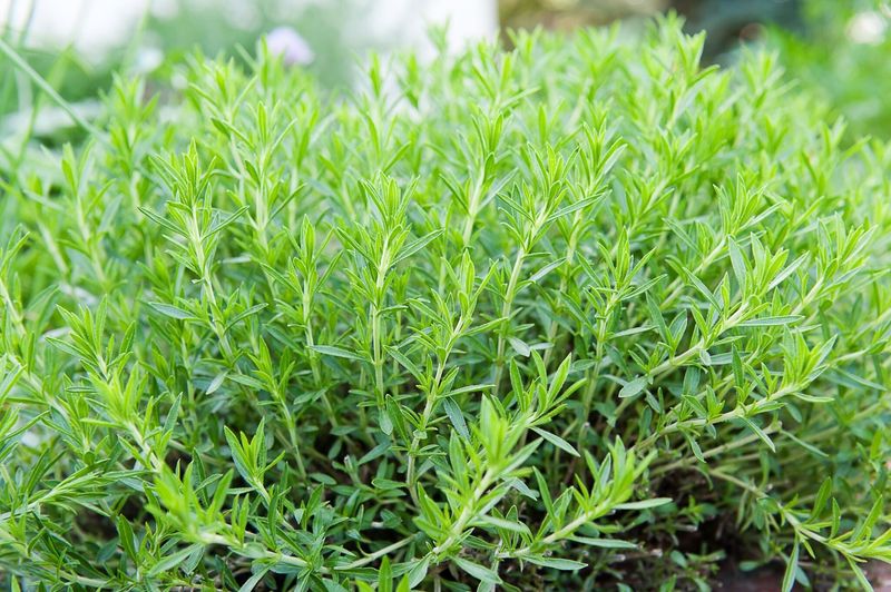 Tarragon