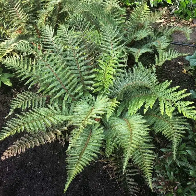 Tassel Fern