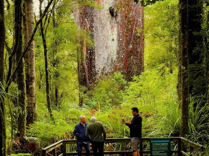 Te Matua Ngahere, New Zealand