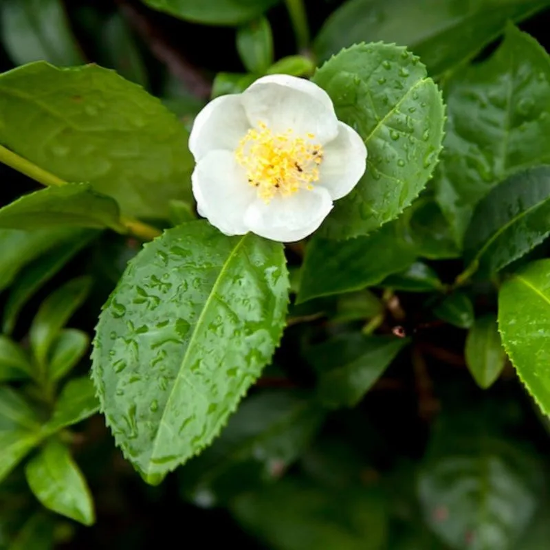 Tea Plant