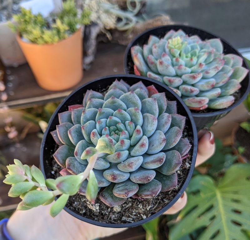 Teal Aeonium