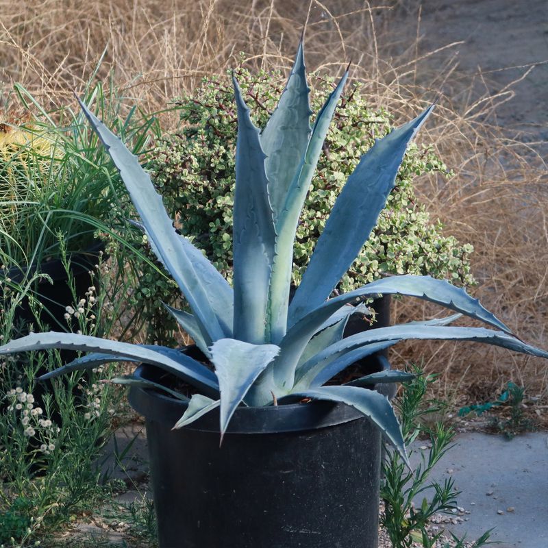 Teal Agave