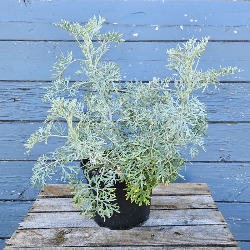 Teal Artemisia