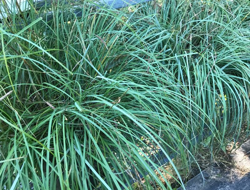 Teal Carex