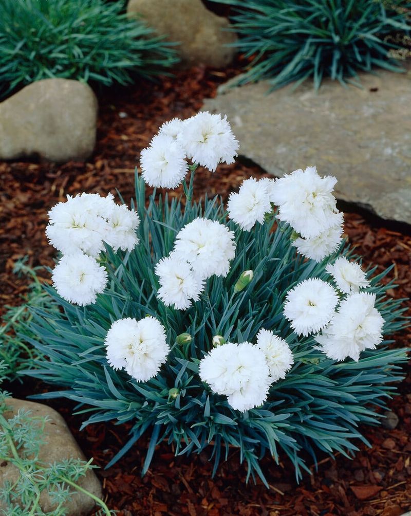 Teal Dianthus