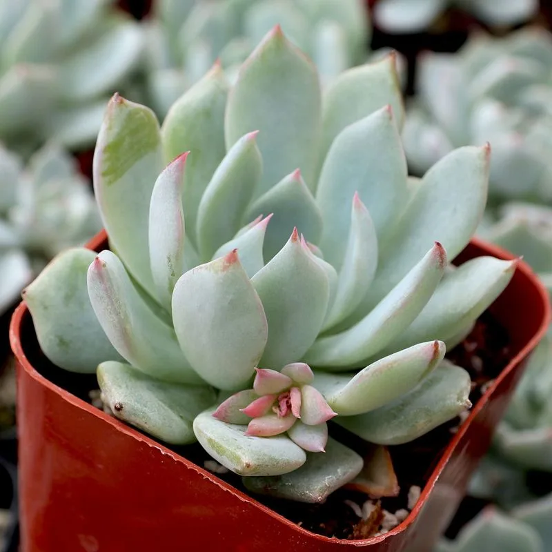 Teal Echeveria