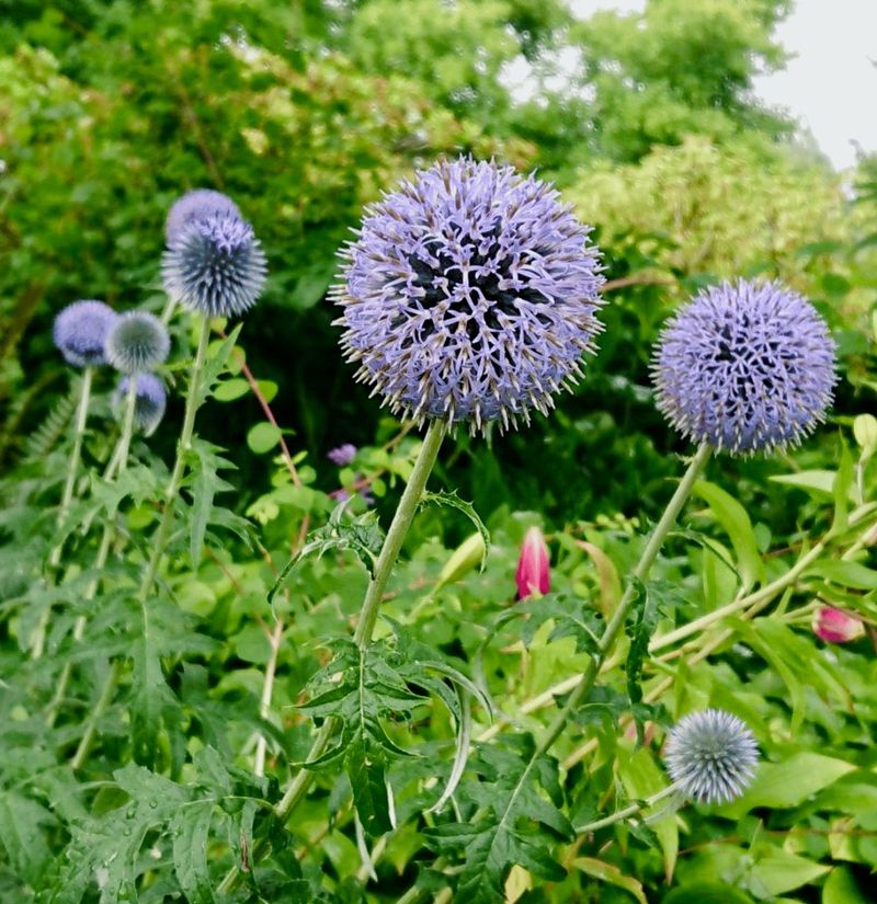 Teal Echinops