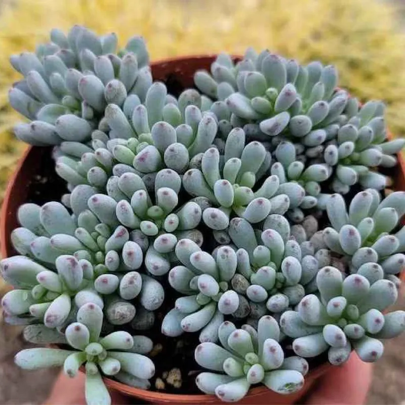 Teal Graptopetalum