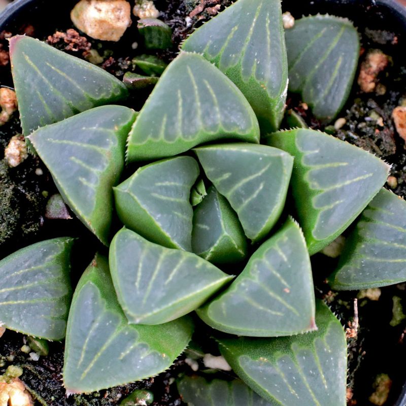 Teal Haworthia