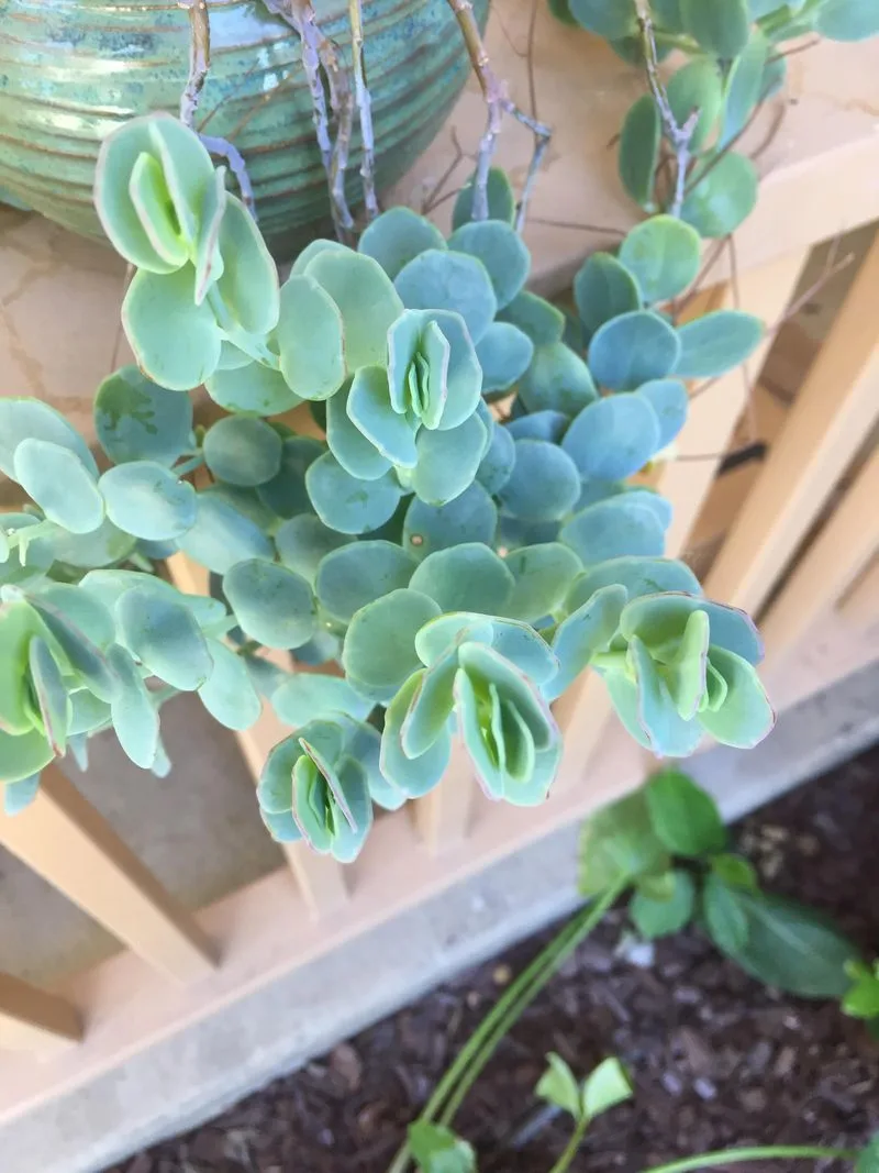 Teal Kalanchoe