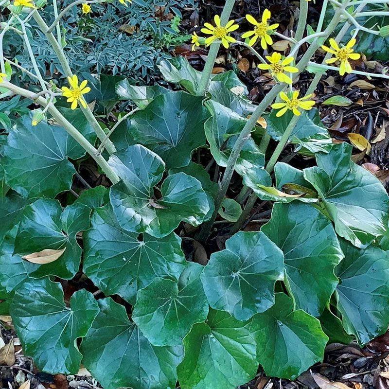 Teal Ligularia