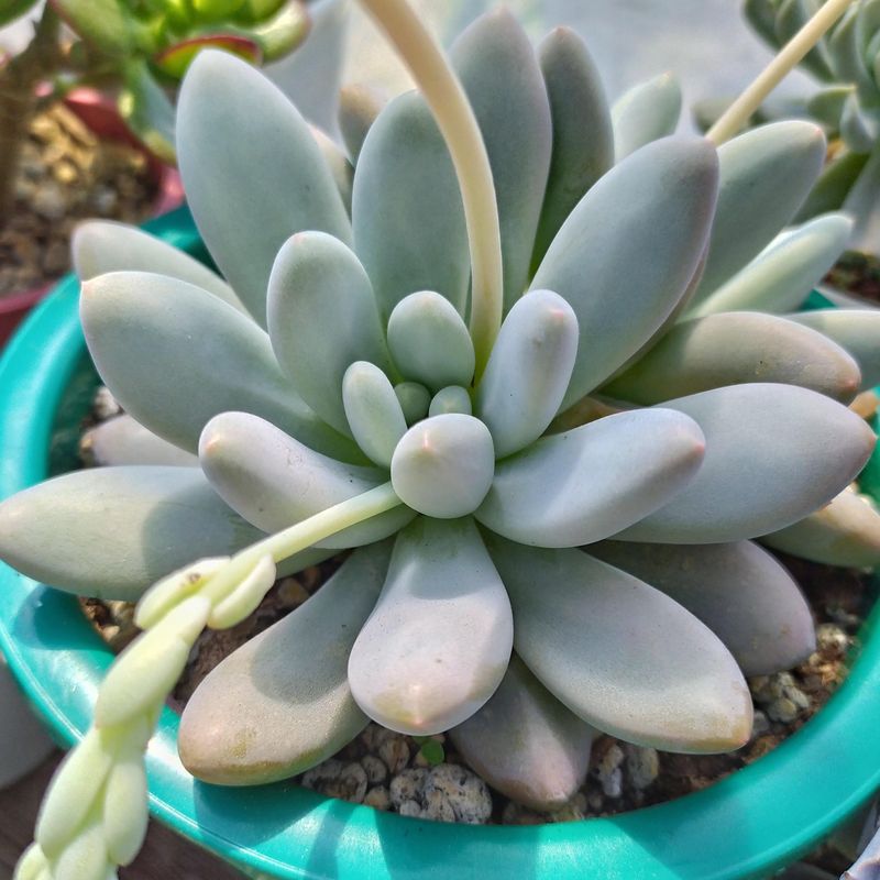 Teal Pachyphytum