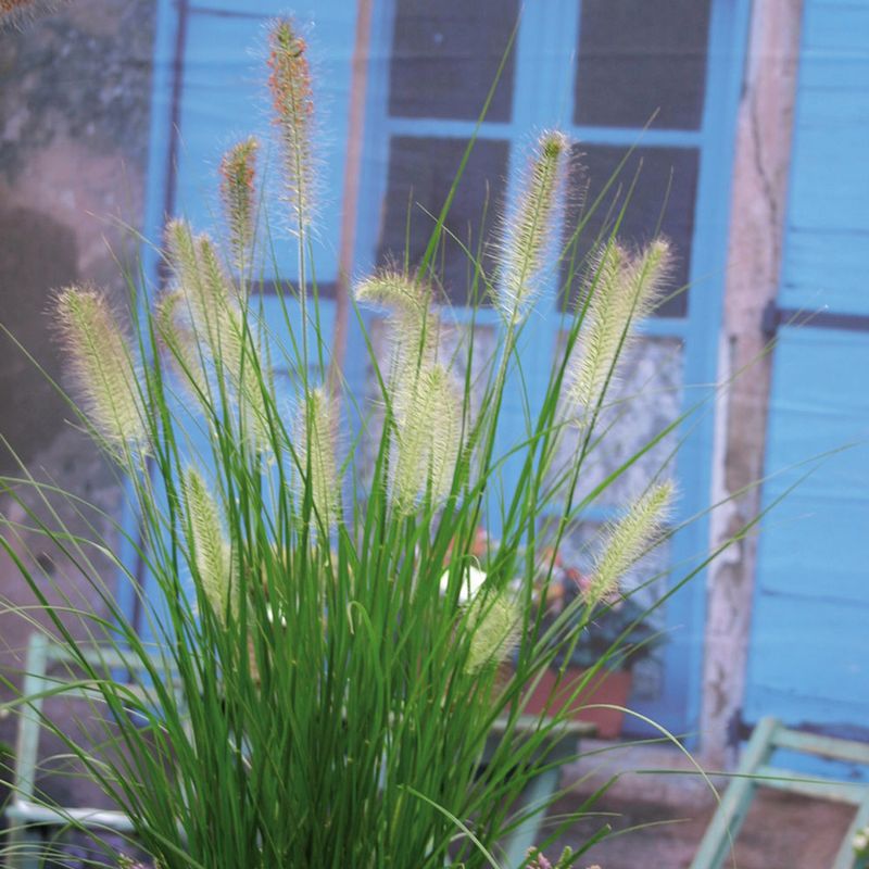 Teal Pennisetum